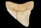 Serrated, Megalodon Tooth (Restored Root) - Indonesia #145252-2